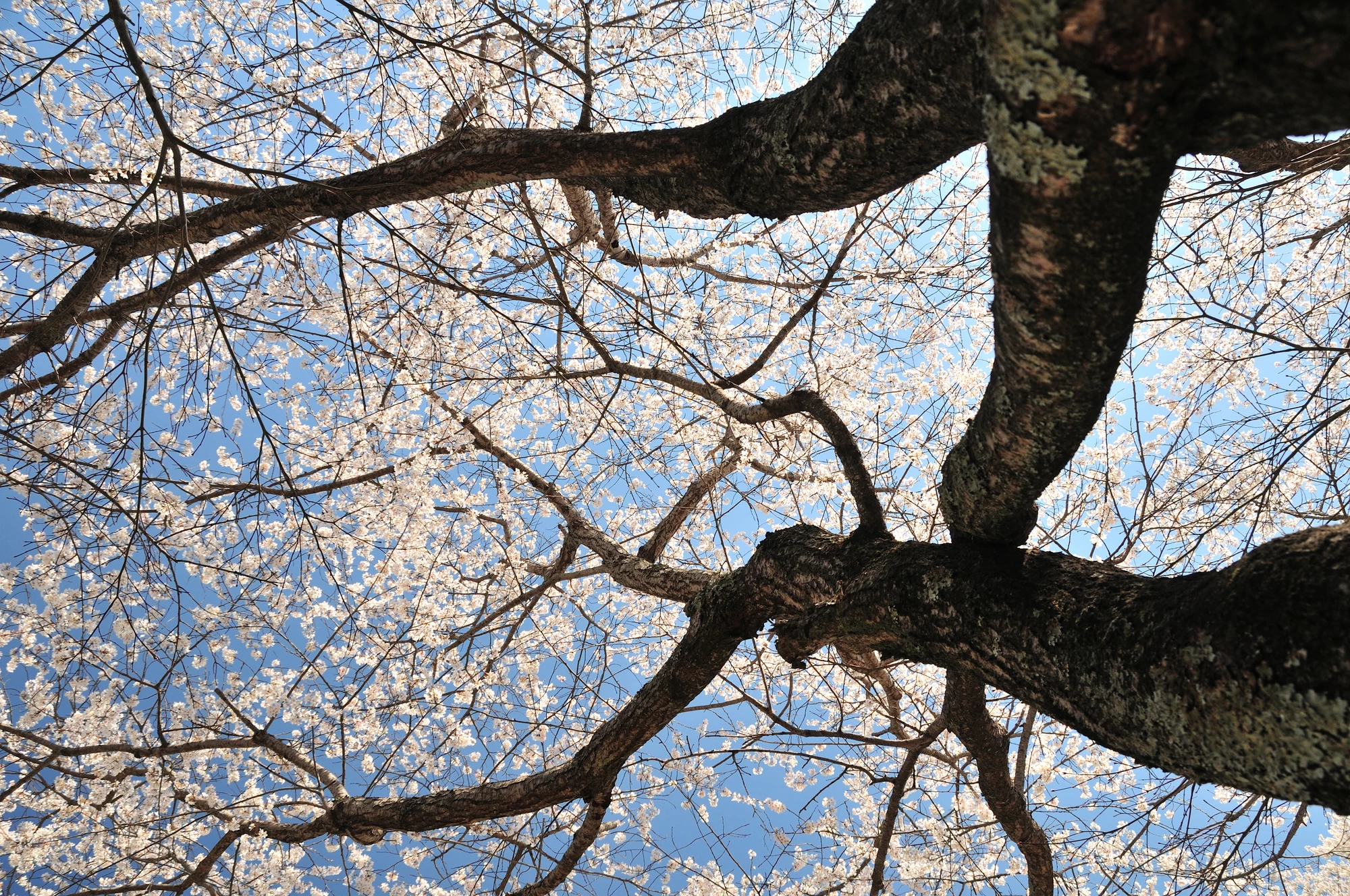 宇野千代生家の淡墨の桜