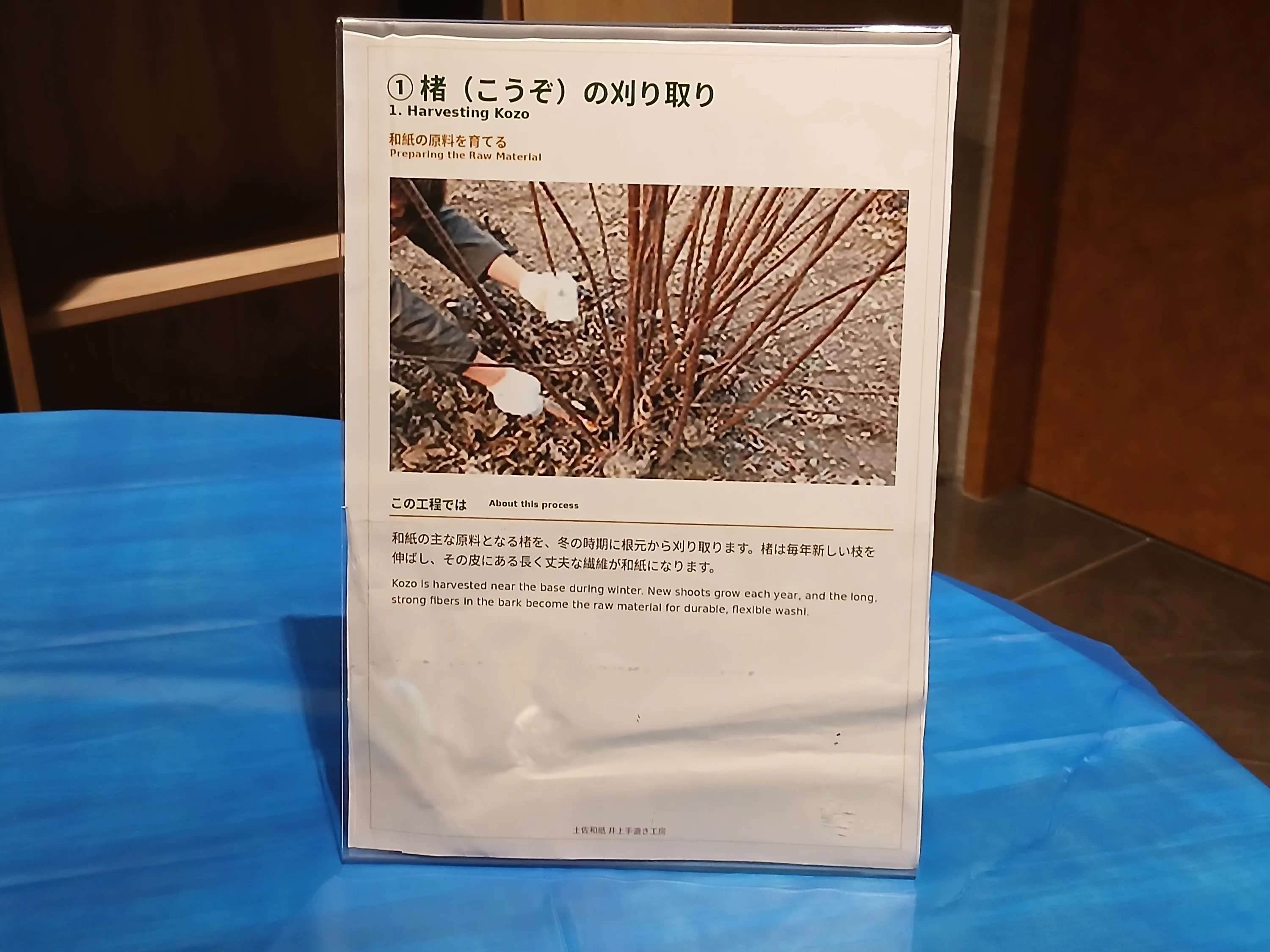 和紙の原料となる楮（こうぞ）は、冬に根元から刈り取る（井上手漉き工房の展示パネル）