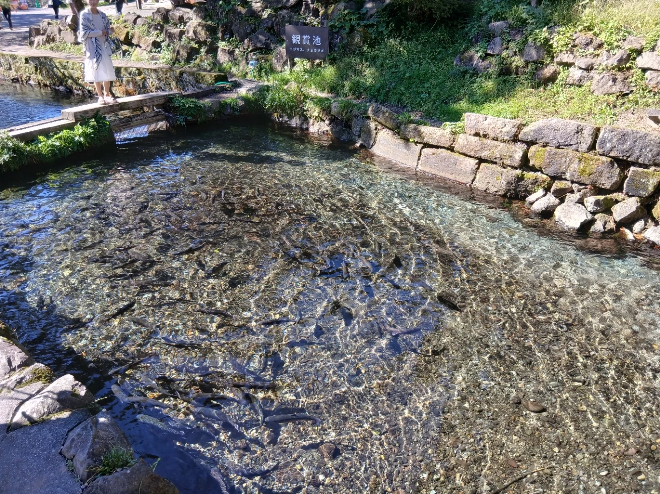 観賞池を泳ぐニジマスとチョウザメ