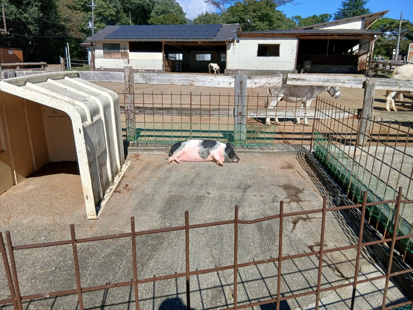 日なたで横になるブタ