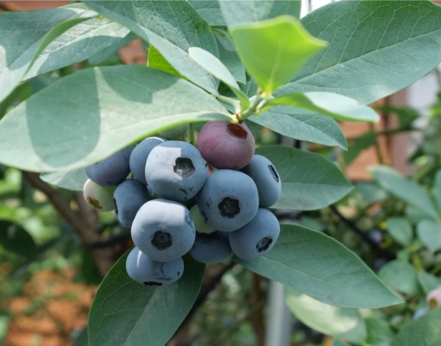 生ブルーベリー6月より発送開始します！