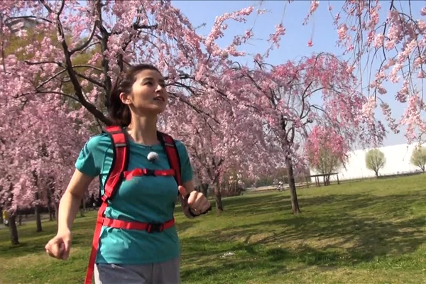 荒川線と桜のおいしい関係。春が待ちきれなくなるランニングスポット