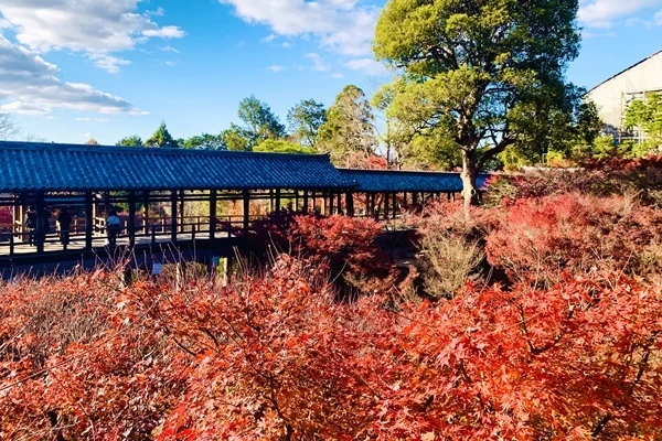 映えすぎ注意！ 鮮やかな秋の京都を堪能する紅葉の旅