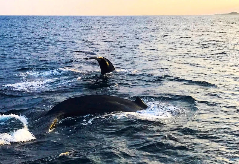 クジラと泳ぐ!? まさか日本で!? 一生のお宝経験「ホエールスイム」を徳之島でどうぞ【連載第49回】｜旅色LIKES