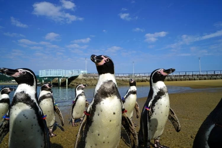 ペンギン好き必見！ 水族館プロデューサー・中村元さんが選ぶ