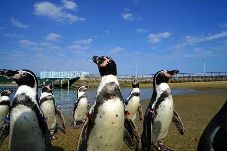 ペンギン好き必見！ 水族館プロデューサー・中村元さんが選ぶとっておきの展示5選