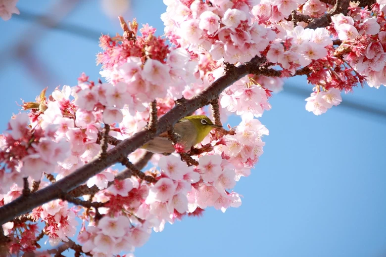 【静岡】冬に早咲き桜を満喫！ 熱海でおすすめのゲストハウスと周辺スポット