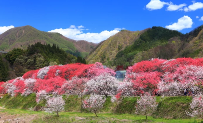 【長野・阿智村】桜の次は「花桃の里」が見頃！ 日本一の桃源郷へ