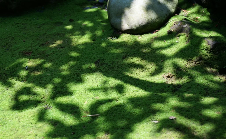 池上本門寺でのコケ愛あふれたイベントはアツかった！