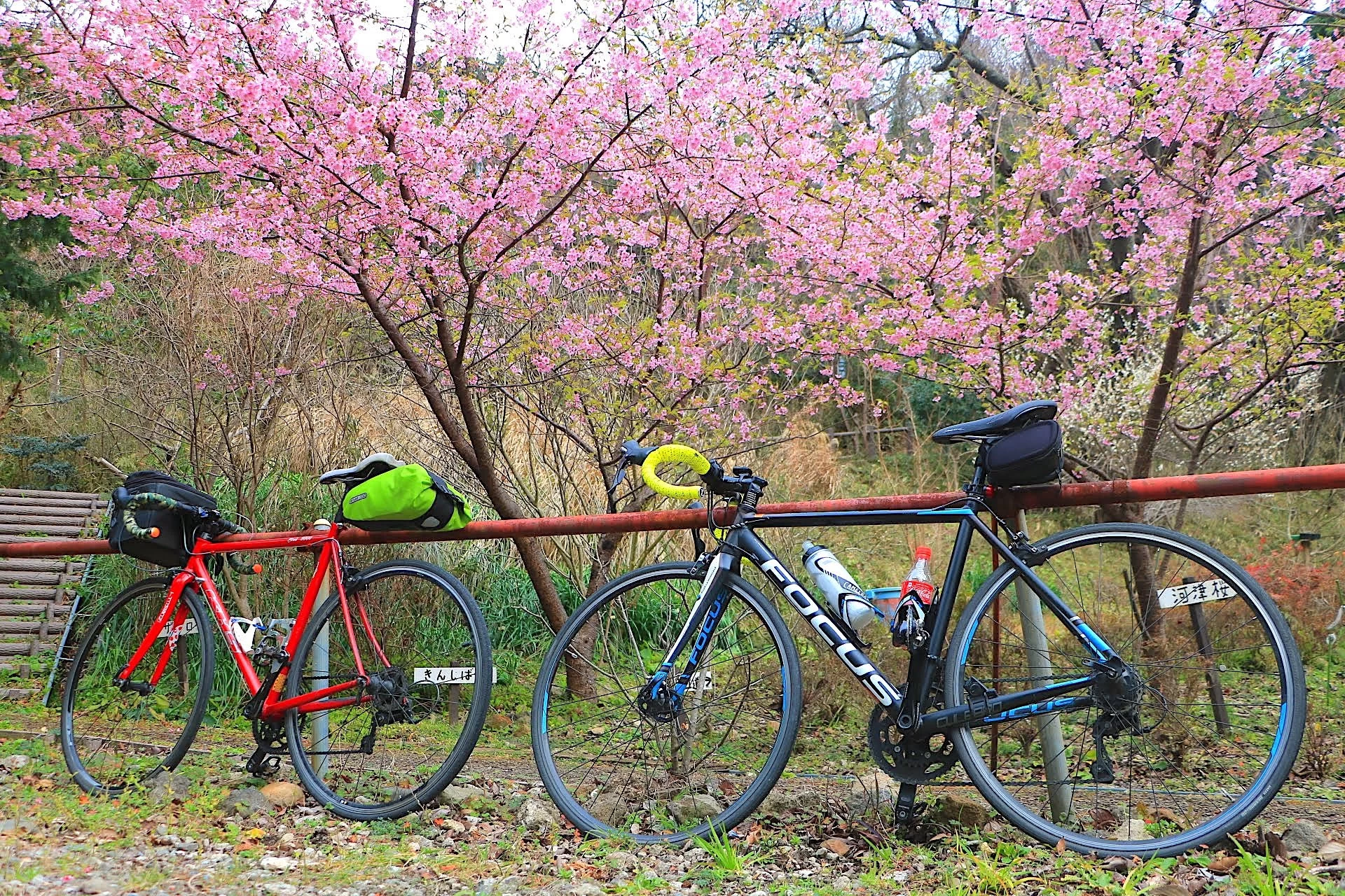 早春の静岡へ。ロードバイクで菜の花＆桜の絶景ロングライド