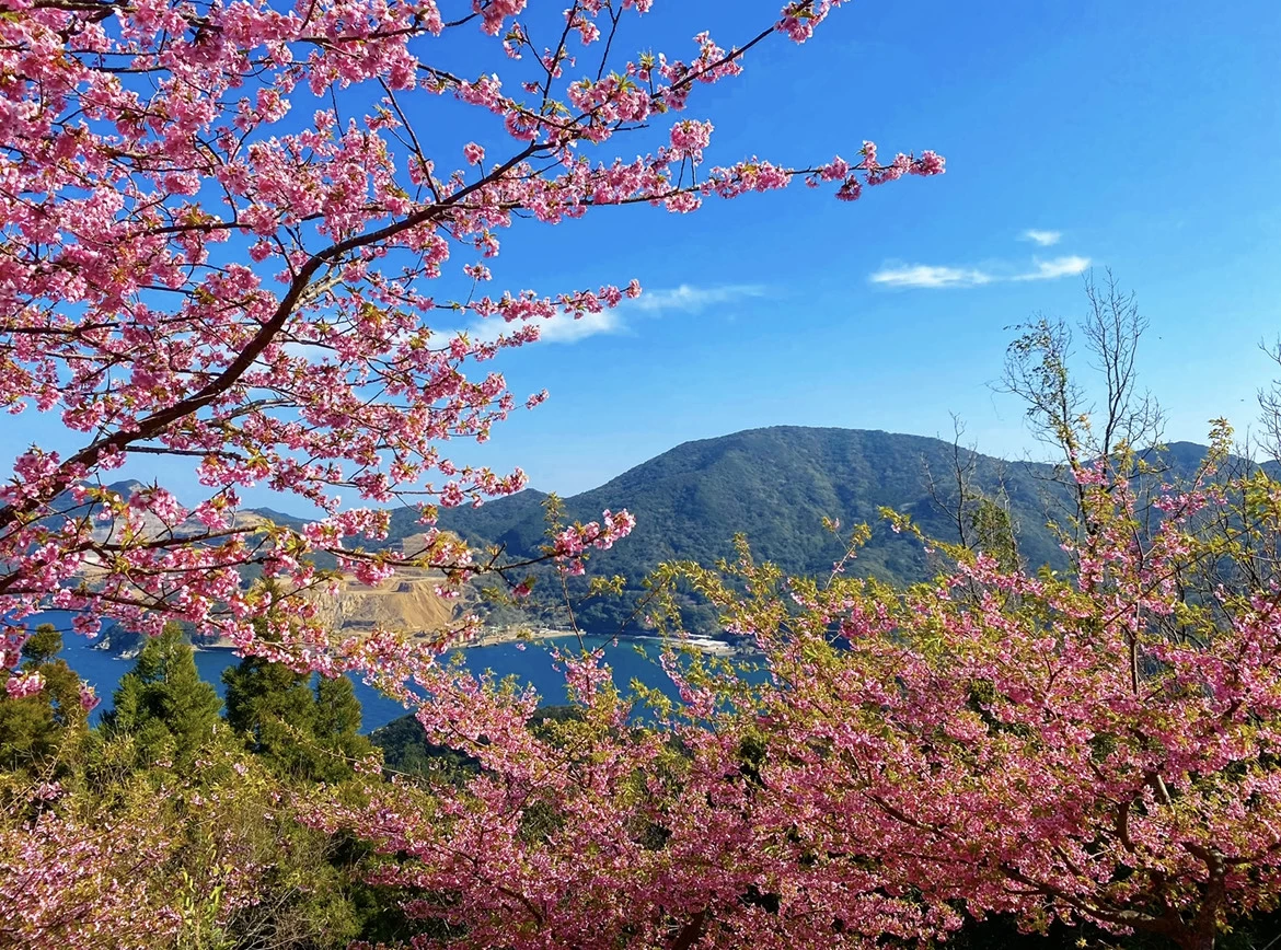 大分県で春を先取り！ 絶景の「四浦半島の河津桜」と周辺情報を紹介