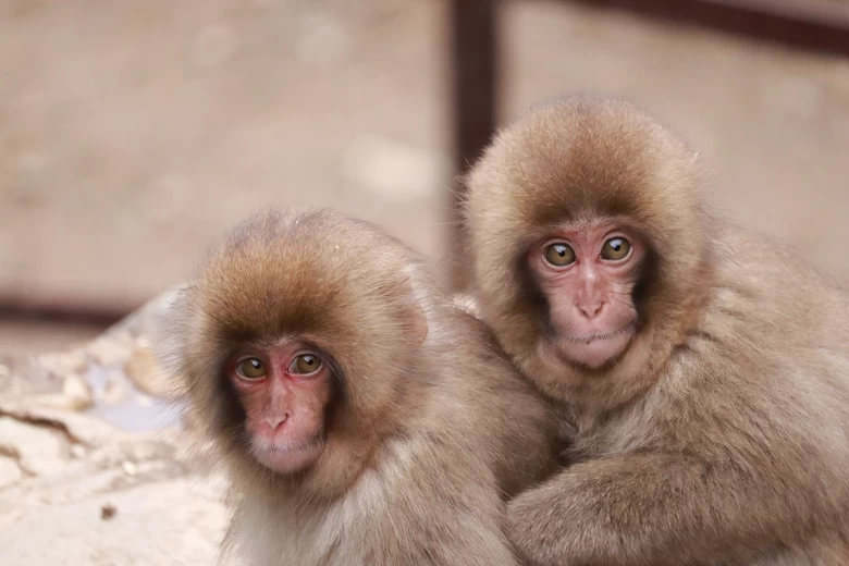温泉に入るお猿さんと湯田中の貸切風呂を愉しむ冬の日帰り旅