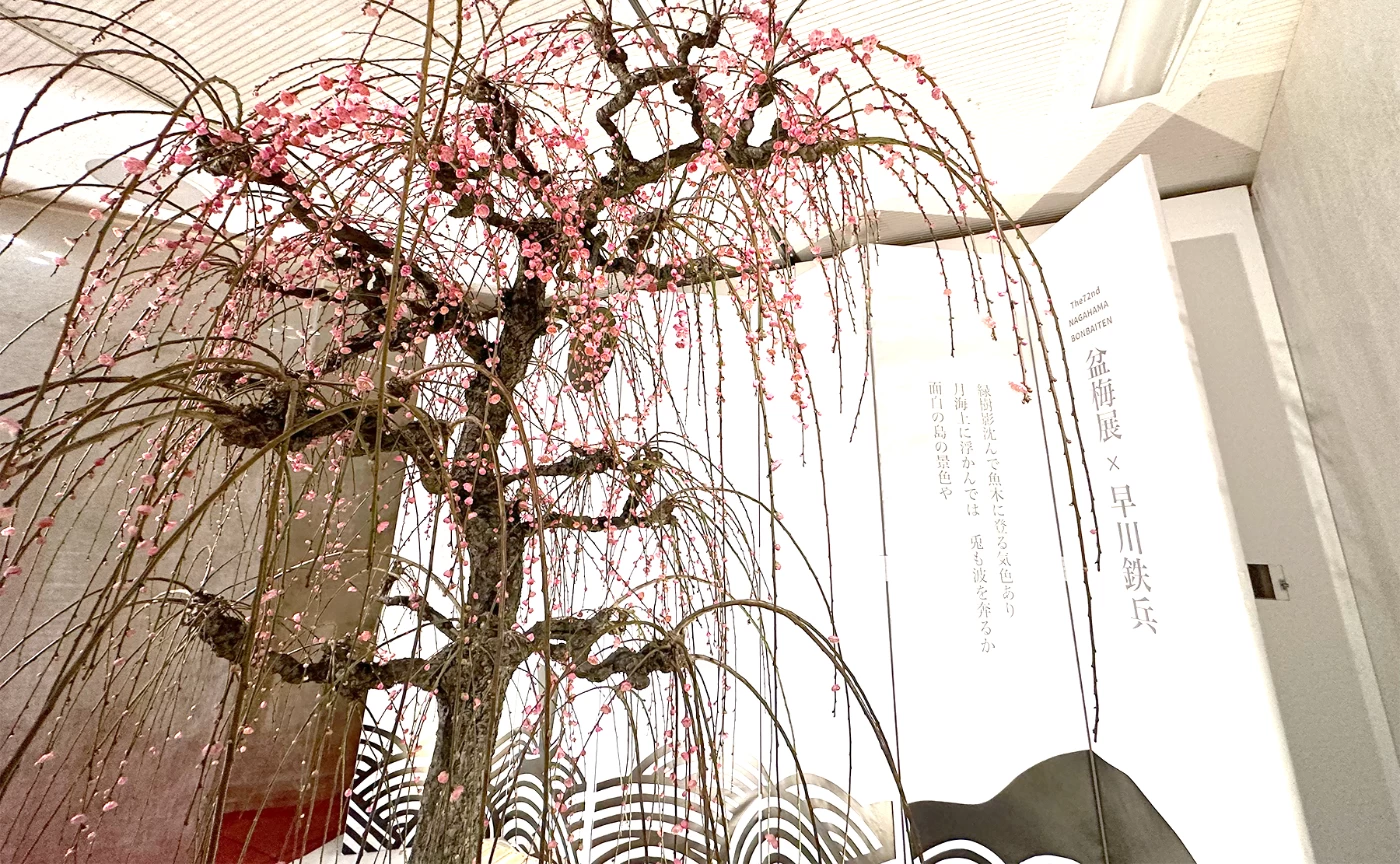 【3/12まで】滋賀県長浜市の春を告げる風物詩、日本最大級の長浜盆梅展