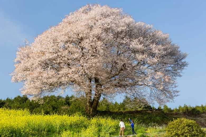 佐賀県武雄市観光協会の樋渡さんがおすすめする桜スポット