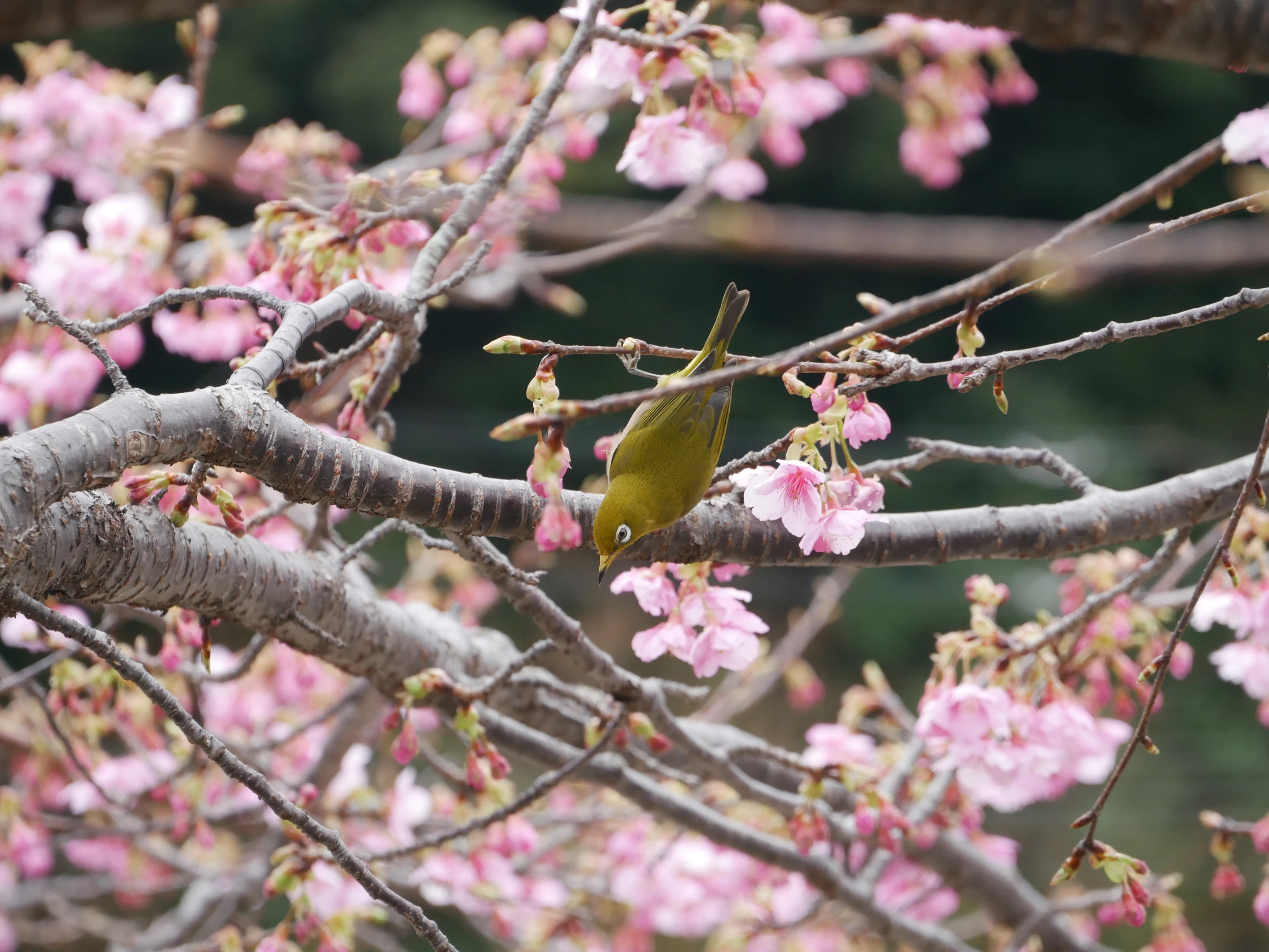 【静岡】早春におすすめ！ 伊東線・伊豆急行線で春を迎えに行く旅