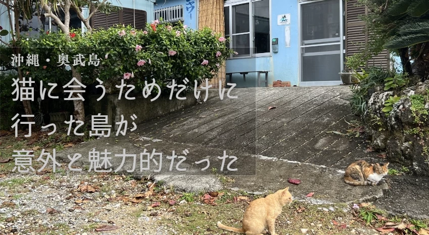 【沖縄・奥武島】猫に会うためだけに行った島が意外と魅力的だった