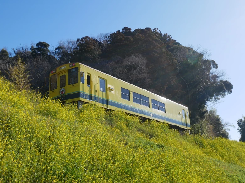 菜の花に彩られたいすみ鉄道を撮りに行こう！ 千葉県房総エリアで春の鉄道撮影旅　