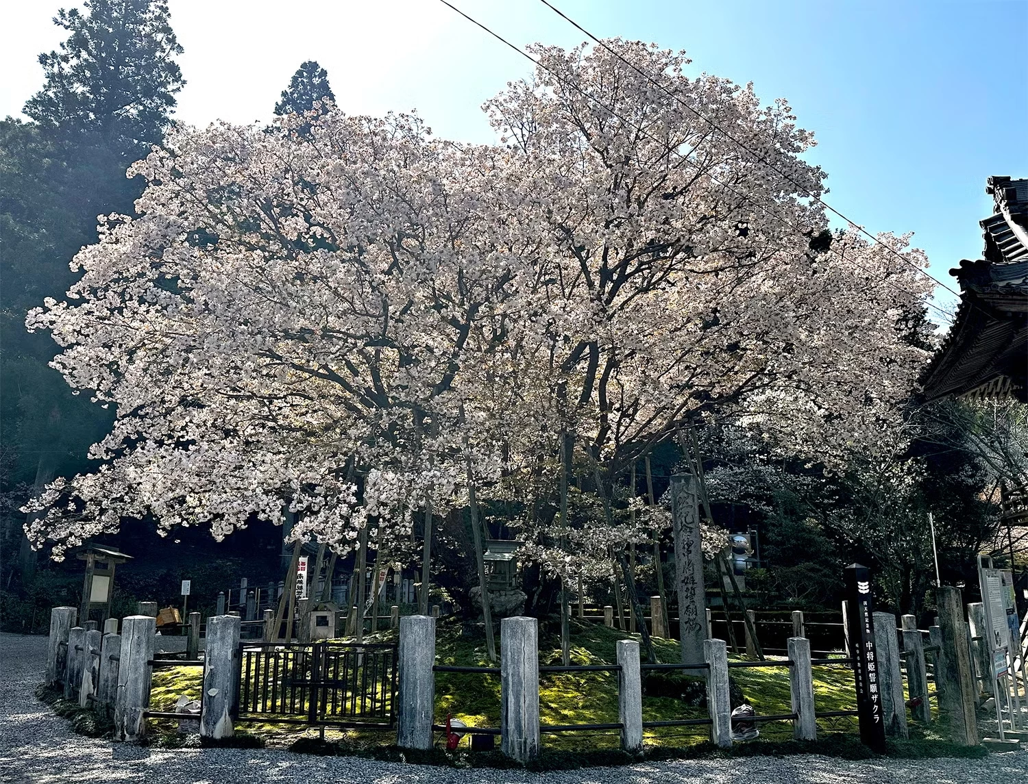 【岐阜市】日本に1本しかない希少種の桜って？ 伝説の中将姫ゆかりの桜を訪ねて