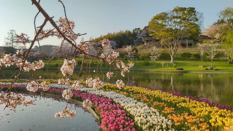 【静岡】浜松で“桜咲くら”。世界一美しい桜とチューリップの庭園へ（魔女宅のパン屋へも寄り道）