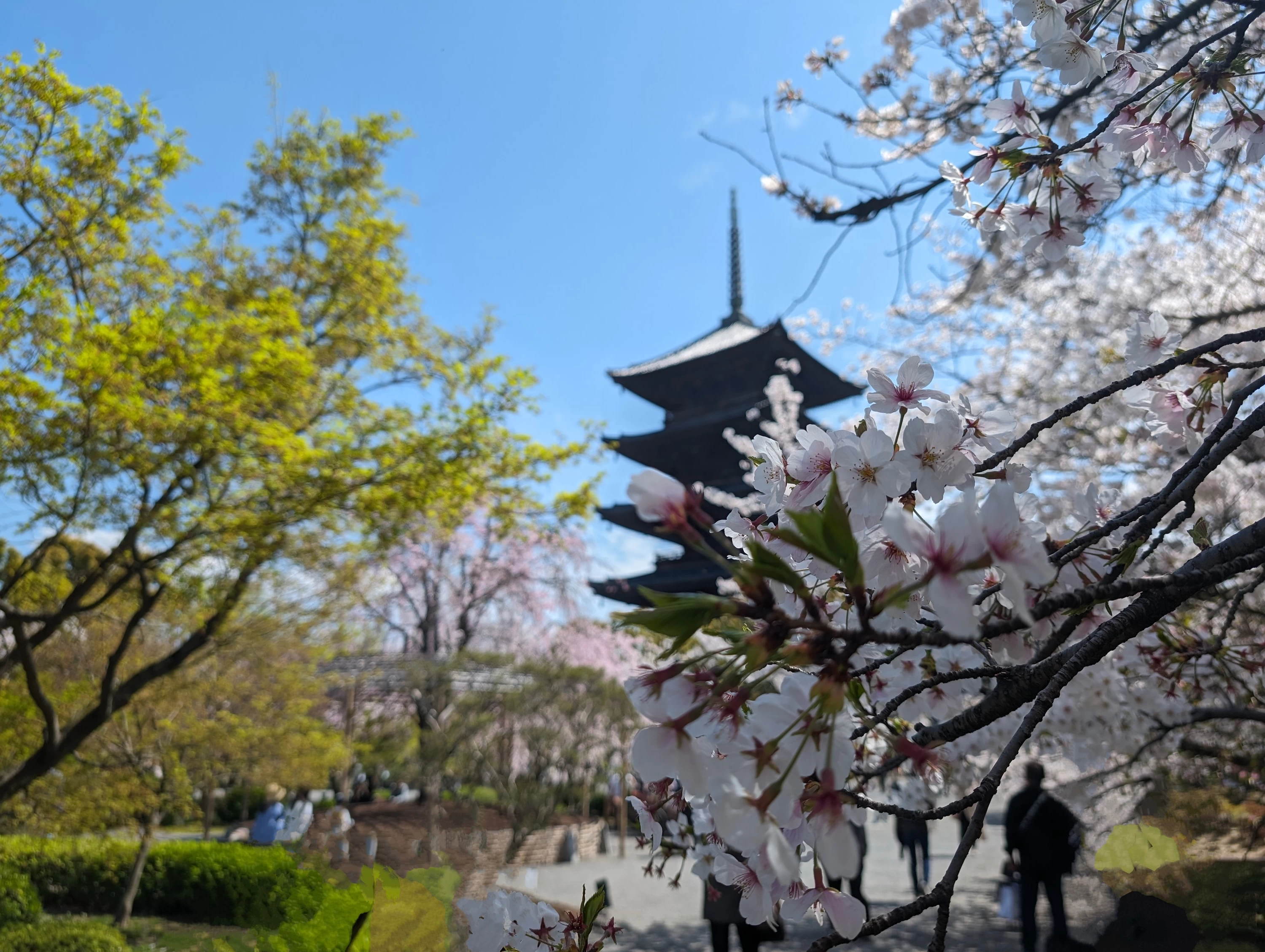 春の東寺は桜色。弘法さんで市を楽しみながらそぞろ歩き