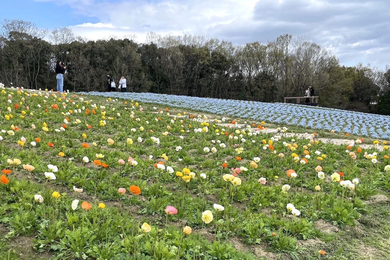 テイクアウトグルメを持って、春爛漫の万博記念公園でピクニックしよう！