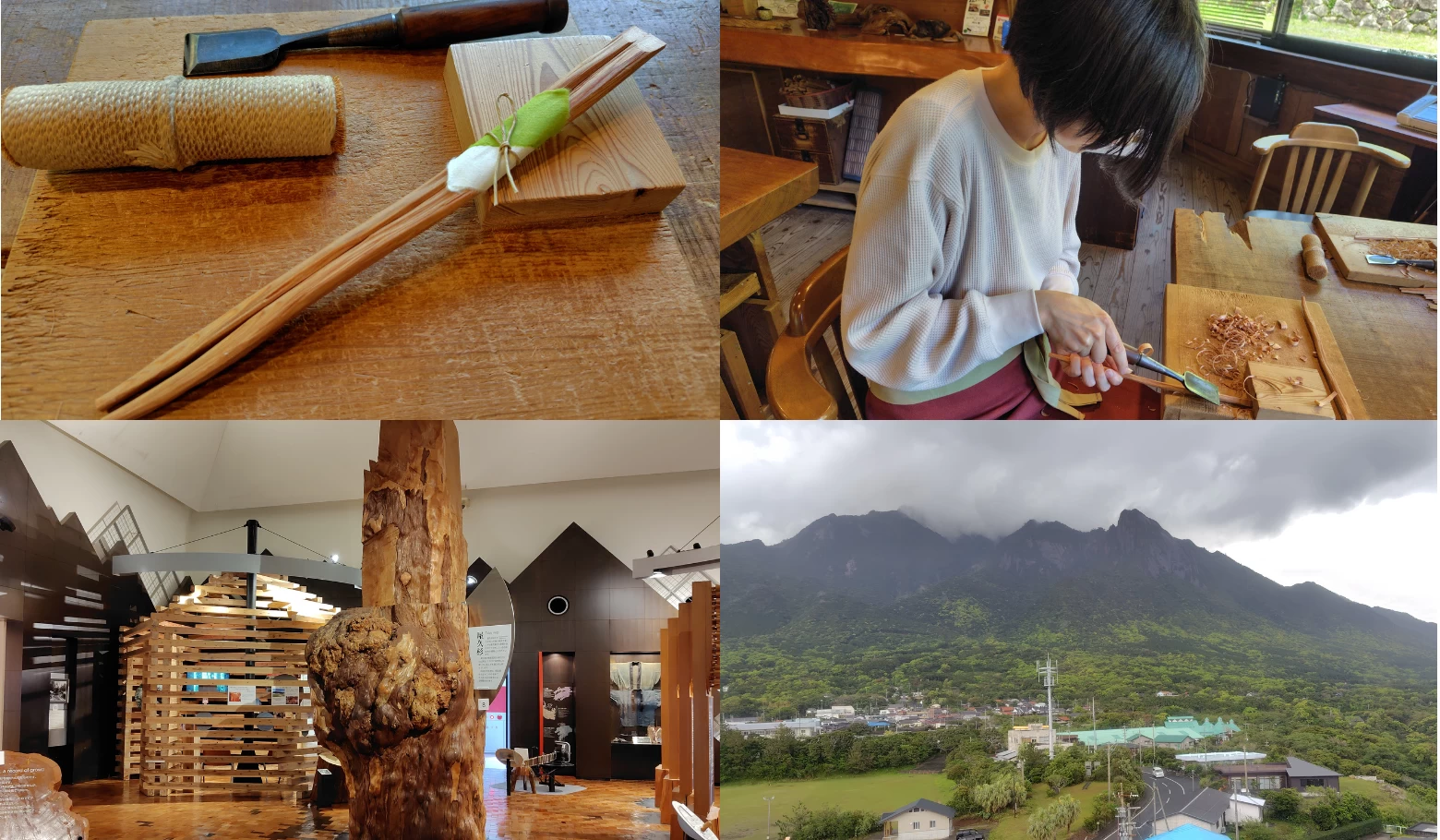 どんな天気でもまるごと楽しむ！ 雨でも室内からでも屋久島の自然を全身で感じる旅