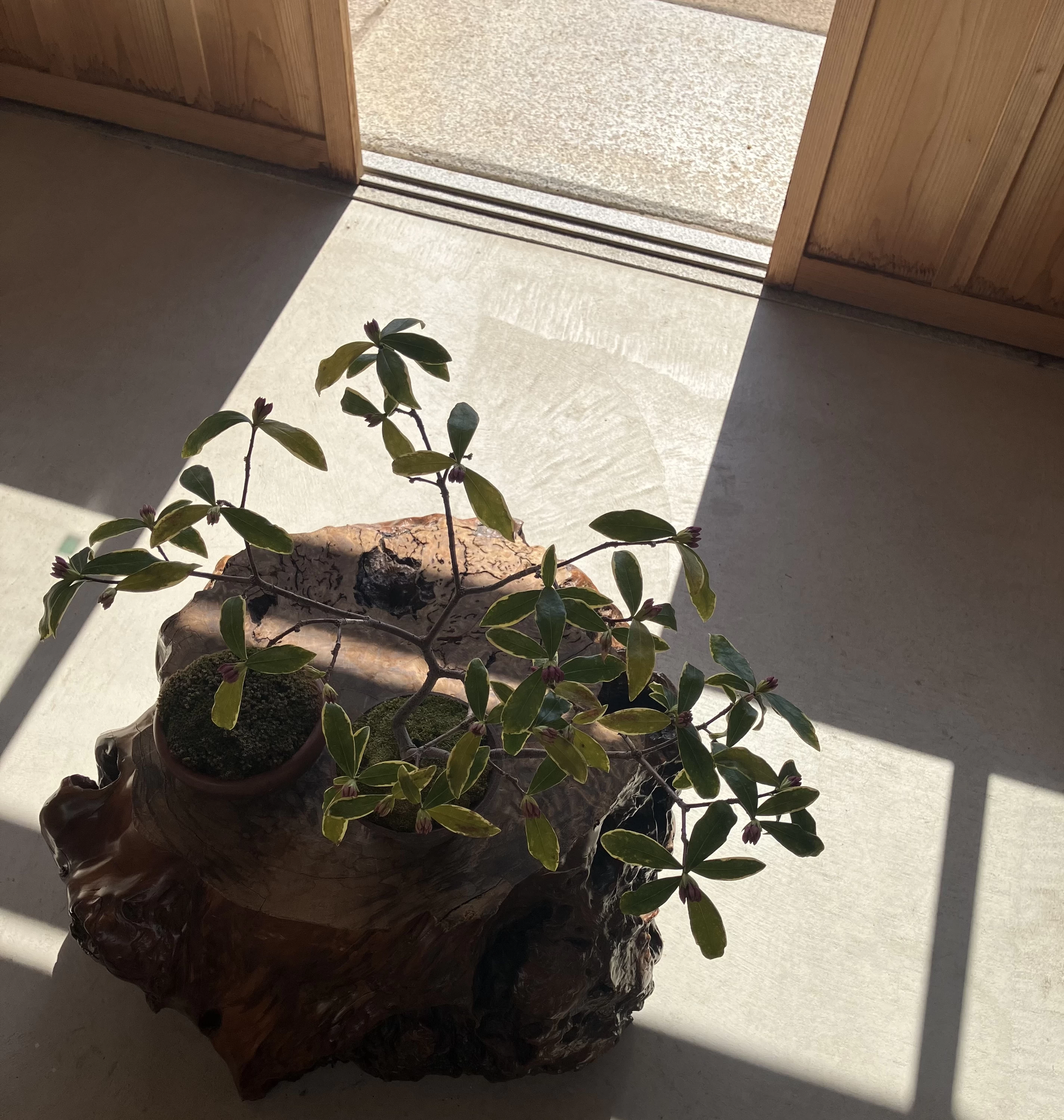 【京都】ヴォーリズ唯一のレストラン建築に京の喫茶文化感じるカフェ、一休さんの禅寺……。日常が愛おしくなる、京都の冬の旅