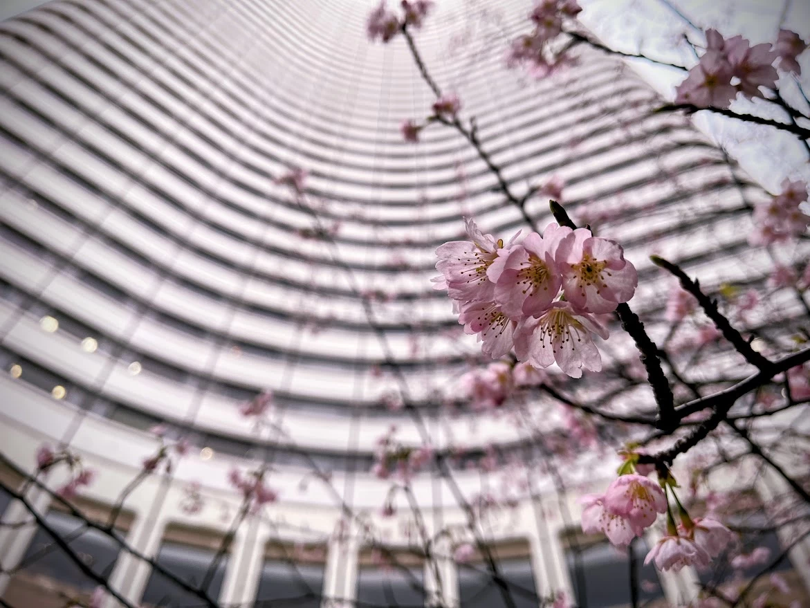 桜の本番はこれから！ 都心のお花見スポットを早めにめぐった予習旅【東京】
