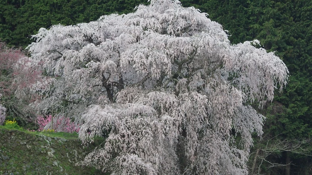 【奈良】花見酒も楽しめる？地元民が薦める大和の桜名所5選