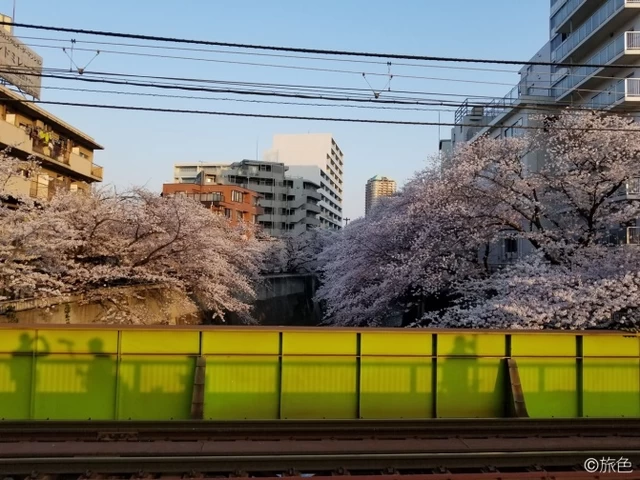 鈴木ちなみのランニング旅～荒川線と桜のおいしい関係！～③