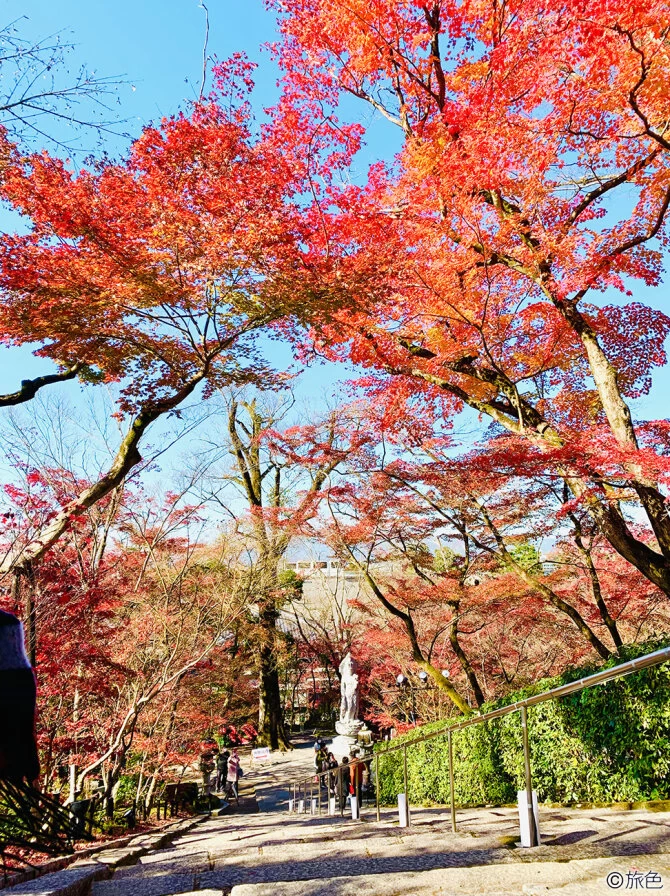 映えすぎ注意！ 鮮やかな秋の京都を堪能する紅葉の旅｜旅色LIKES