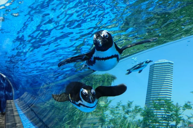 ①高層ビルならでは！ 天空のペンギン「サンシャイン水族館」（東京都）