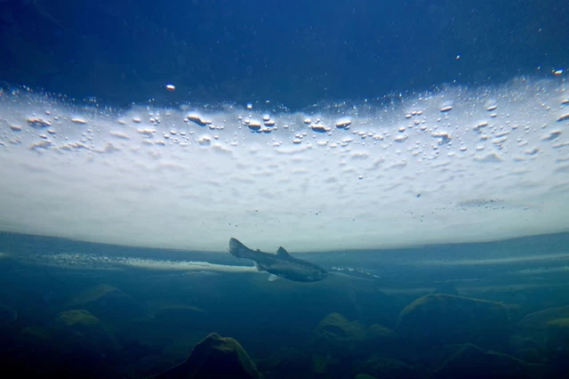 ⑤世界で唯一！ 凍る水槽「北の大地の水族館」（北海道）