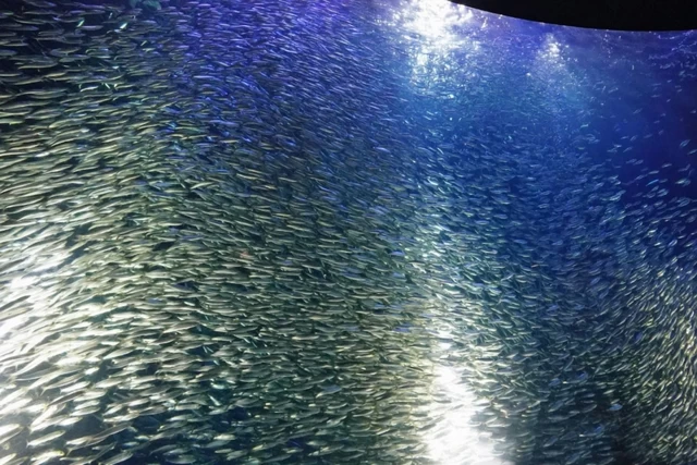 ⑦まるでひとつの生き物みたい！ 躍動のパフォーマンス「名古屋港水族館」（愛知県）