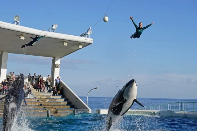 ②シャチの巨体がトレーナーと戯れるレジェンドショー「鴨川シーワールド」（千葉県）