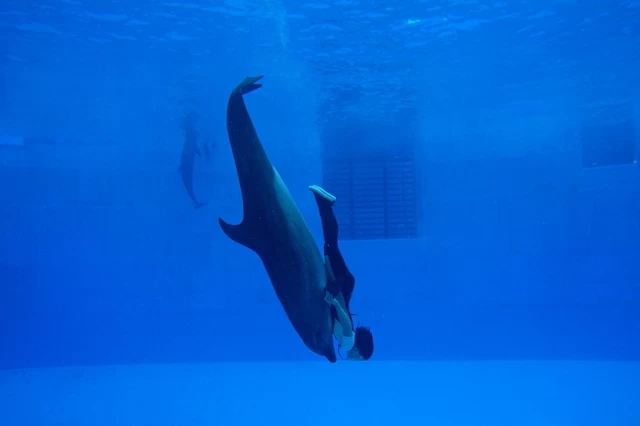 ④イルカショーを水塊で観る水中観覧室「名古屋港水族館」（愛知県）