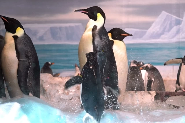 ③南極ペンギンだけにこだわる「名古屋港水族館」（愛知県）
