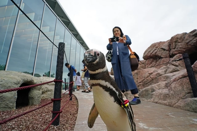 ④ペンギンが足下を歩く「上越市立水族博物館うみがたり」（新潟県）