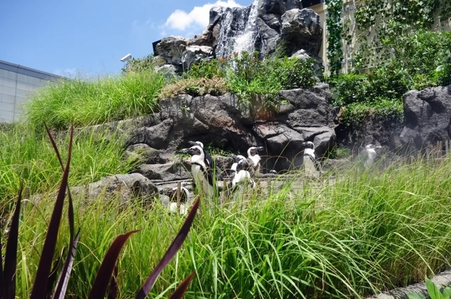 ⑤緑に囲まれたリアルなペンギン「サンシャイン水族館」（東京都）