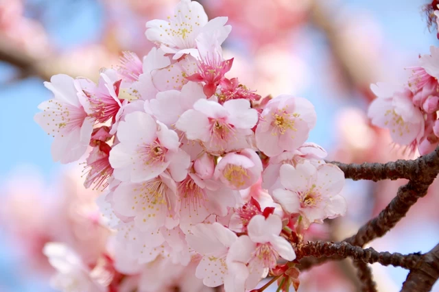 ひと足先に満開！ 日本で最も早咲きの「あたみ桜」