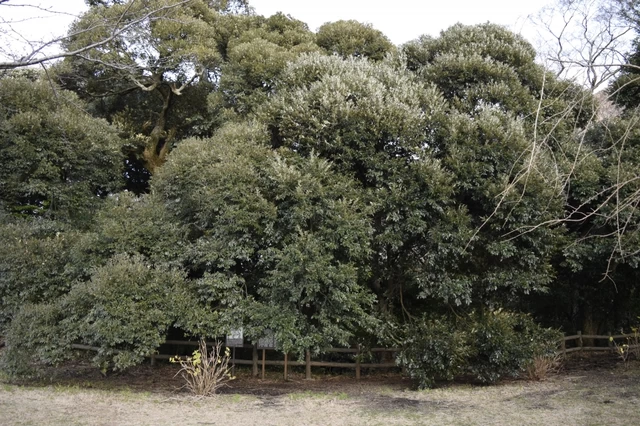 大室山の麓に大蛇！？　大室高原の大蛇穴