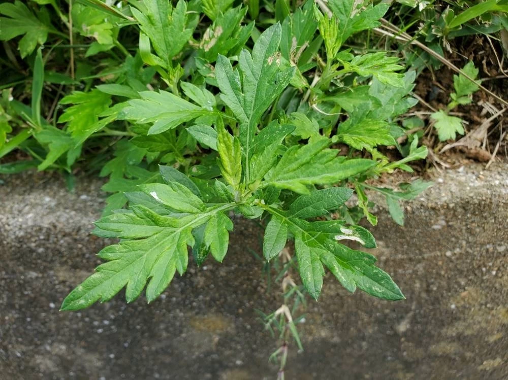 野草の宴。野草の粉末です。 restaurantecomeketo.com