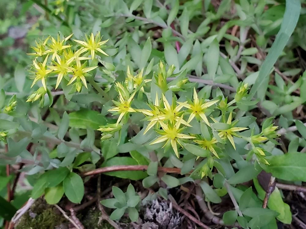 身近な野草⑤長寿を象徴する野草 ツルマンネングサ
