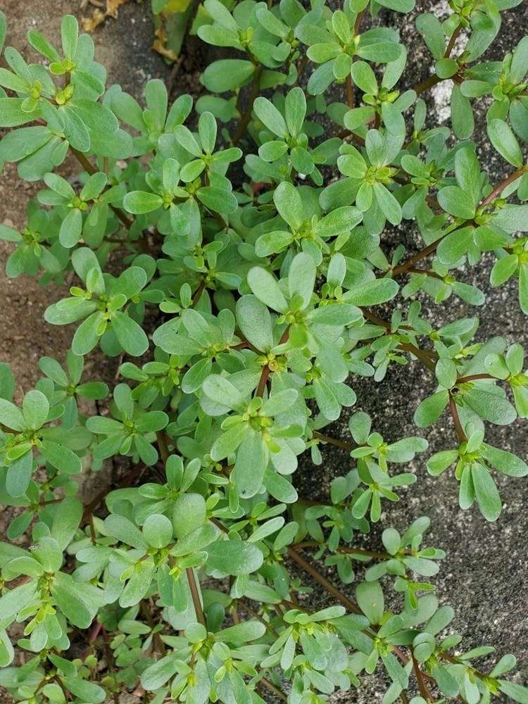 身近な野草④栄養豊富な“野草界のマグロ”スベリヒユ