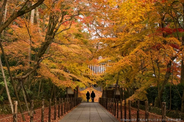 京都で秋の終わりを告げるのは「光明寺」の紅葉