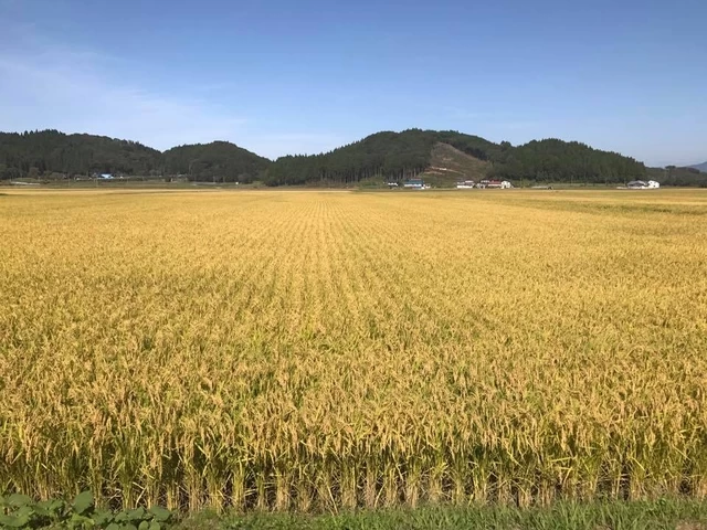 ①魚沼に引けを取らない産地「福島県会津」