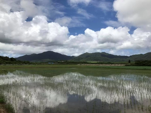 ③本州で最も早い新米「沖縄県石垣島」