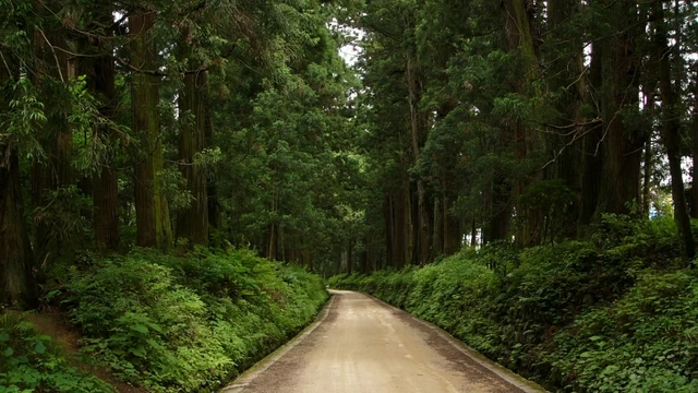 【3】ドライブにおすすめ！ 世界で最も長い並木道「日光杉並木街道」