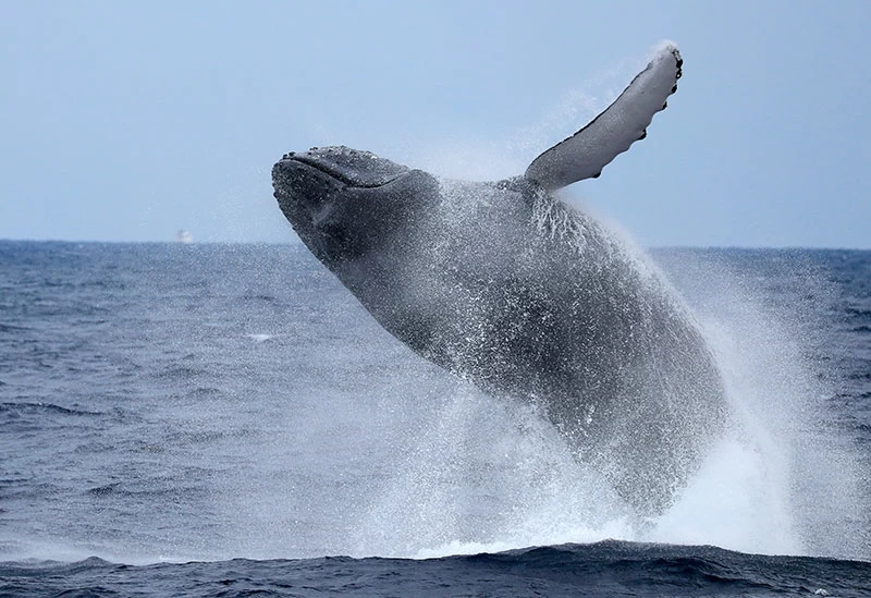 冬の海にザトウクジラがやってくる! ホエールウオッチングは圧巻