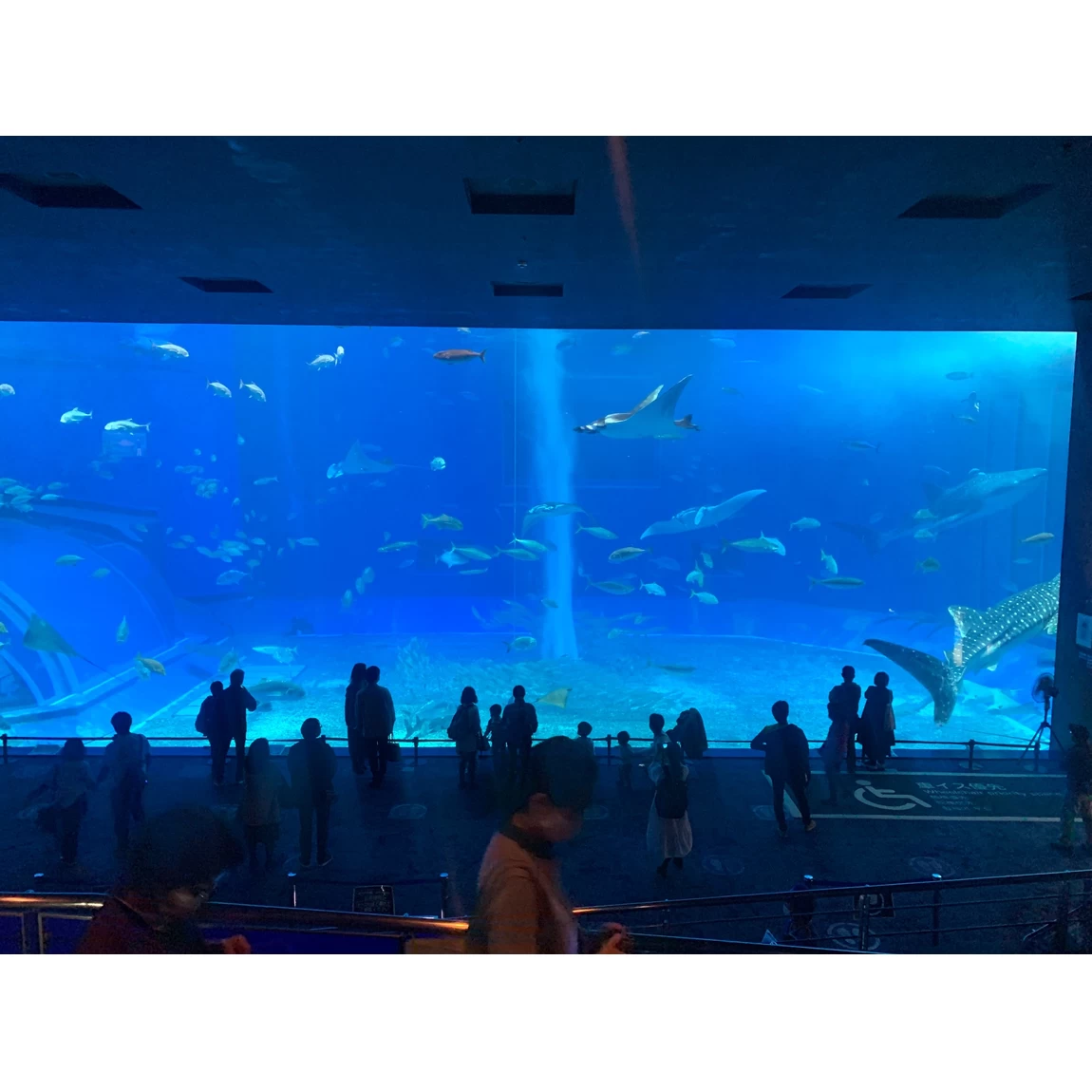 美ら海水族館